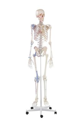 Skelett, mit Gelenkbänder und Muskelursprünge