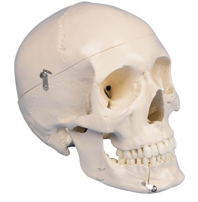anatomisches Modell, Dental Schädel 4-teilig, Unterkiefer geöffnet