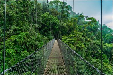 Muralo VLIES Fototapeten XXL Hängebrücke Dschungel Wald 1185