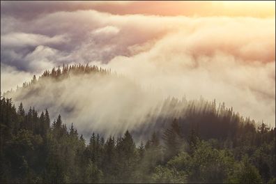 Muralo VLIES Fototapeten Tapeten Rollen XXL Wald im Nebel 121