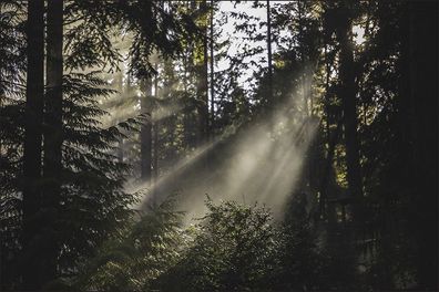 Muralo VLIES Fototapeten Tapeten Rollen XXL Wald im Nebel 122