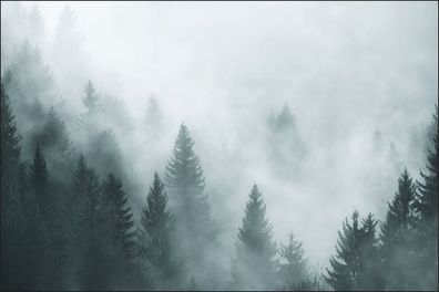Muralo VLIES Fototapeten Tapeten Rollen XXL Wald im Nebel 124