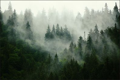 Muralo Selbstklebende Fototapeten XXL Wald im Nebel 125