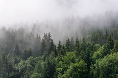 Muralo VLIES Fototapeten Tapeten XXL Wald im Nebel Natur 3D 2897