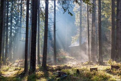 Muralo VLIES Fototapeten Tapeten Rollen XXL Wald Natur 380