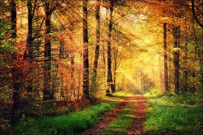 Muralo Selbstklebende Fototapeten XXL Wald Farben von Herbst 382