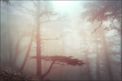 Muralo VLIES Fototapeten Tapeten Rollen XXL Wald im Nebel 582