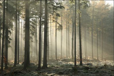 Muralo Selbstklebende Fototapeten XXL Wald Bäume Nebel 386