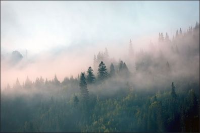 Muralo VLIES Fototapeten Tapeten Rollen XXL Wald im Nebel 553