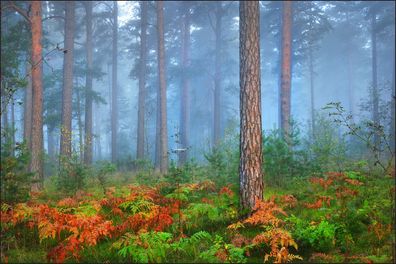 Muralo VLIES Fototapeten Tapeten Rollen XXL Wald im Nebel 560