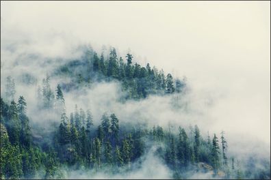 Muralo Selbstklebende Fototapeten XXL Wald im Nebel 561
