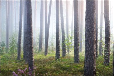 Muralo VLIES Fototapeten Tapeten Rollen XXL Wald im Nebel 562