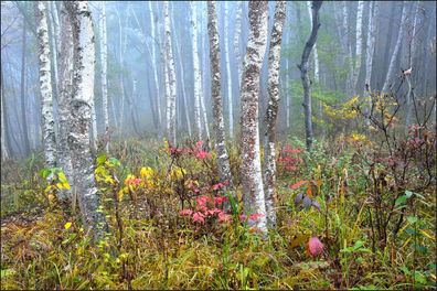 Muralo Selbstklebende Fototapeten XXL Wald im Nebel 579