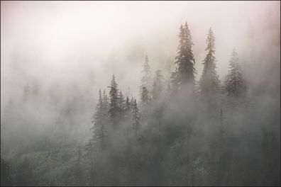 Muralo VLIES Fototapeten Tapeten Rollen XXL Wald im Nebel 586