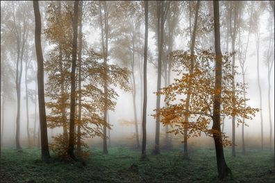 Muralo VLIES Fototapeten Tapeten Rollen XXL Wald im Nebel 591