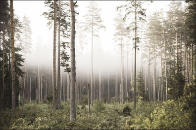 Muralo VLIES Fototapeten Tapeten Rollen XXL Wald im Nebel 592