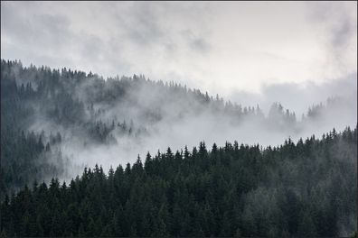 Muralo VLIES Fototapeten Tapeten Rollen XXL Wald im Nebel 593