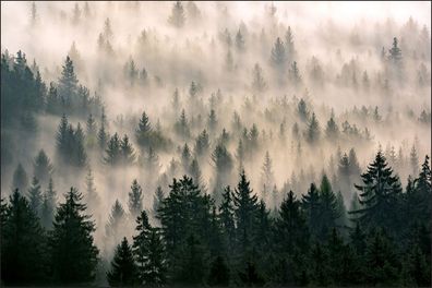 Muralo VLIES Fototapeten Tapeten Rollen XXL Wald im Nebel 601