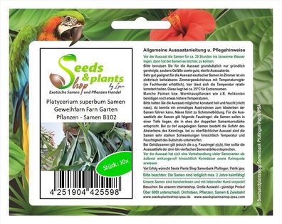 10x Platycerium superbum Samen Geweihfarn Farn Garten Pflanzen - Samen B102
