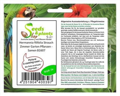5x Hermannia filifolia Strauch Zimmer Garten Pflanzen - Samen B1607