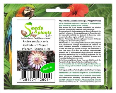 4x Protea amplexicaulis Zuckerbusch Strauch Pflanzen - Samen B130