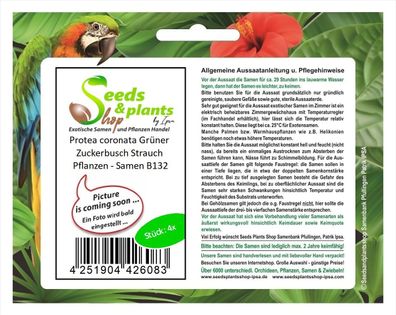 4x Protea coronata Grüner Zuckerbusch Strauch Pflanzen - Samen B132