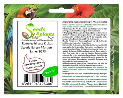 5x Romulea hirsuta Krokus Staude Garten Pflanzen - Samen B173