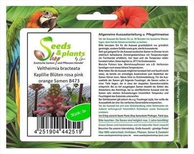 3x Veltheimia bracteata Kaplilie Blüten rosa pink orange Samen B473