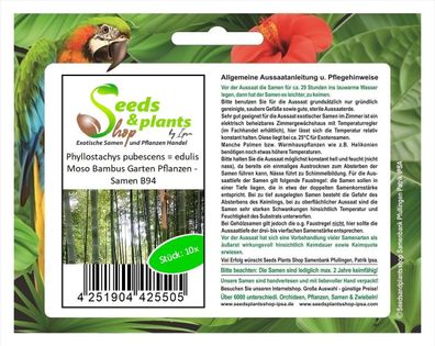 10x Phyllostachys pubescens = edulis Moso Bambus Garten Pflanzen - Samen B94