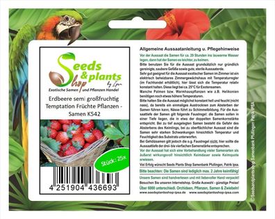25x Erdbeere semi großfruchtig Temptation Früchte Pflanzen - Samen K542