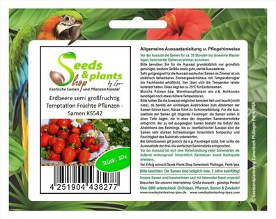10x Erdbeere semi großfruchtig Temptation Früchte Pflanzen - Samen KS542