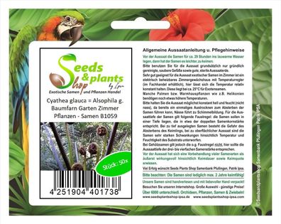 50x Cyathea glauca = Alsophila g. Baumfarn Garten Zimmer Pflanzen - Samen B1059