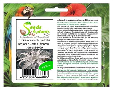 5x Dyckia marnier lapostollei Bromelie Garten Pflanzen - Samen B2059