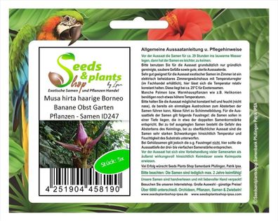 5x Musa hirta haarige Borneo Banane Obst Garten Pflanzen - Samen ID247