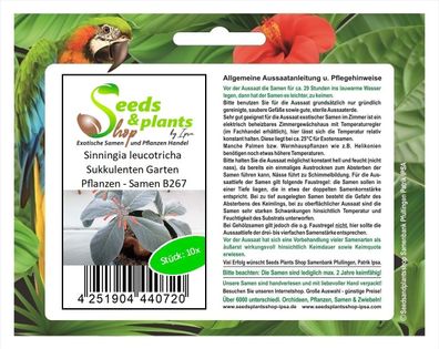 10x Sinningia leucotricha Sukkulenten Garten Pflanzen - Samen B267