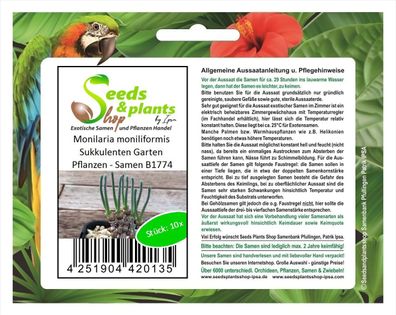 10x Monilaria moniliformis Sukkulenten Garten Pflanzen - Samen B1774