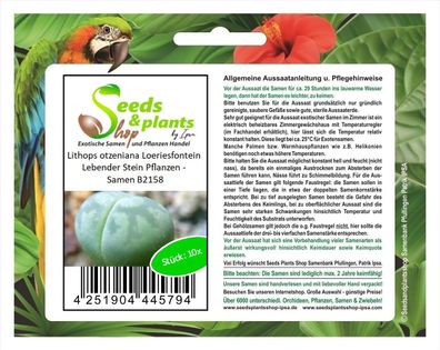 10x Lithops otzeniana Loeriesfontein Lebender Stein Pflanzen - Samen B2158