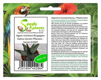 10x Agave montana Bergagave Kaktus Garten Pflanzen - Samen B1887