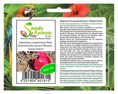 10x Hylocereus costaricensis Rote Drachenfrucht Garten Pflanzen - Samen B1637