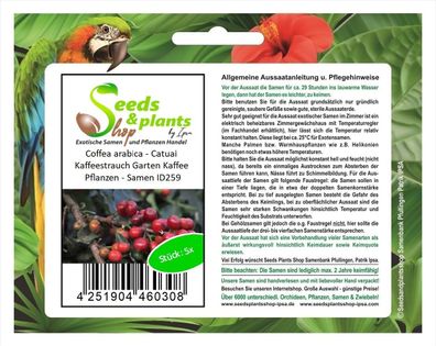 5x Coffea arabica - Catuai Kaffeestrauch Garten Kaffee Pflanzen - Samen ID259
