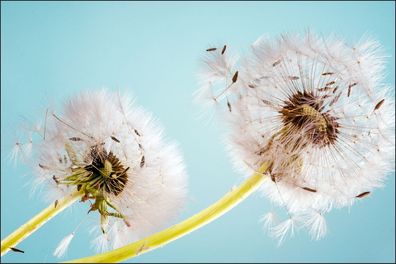 Muralo Selbstklebende Fototapeten XXL Blumen Pusteblumen Optik 1129