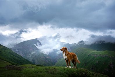 Muralo VLIES Fototapeten Tapeten XXL Landschaft Gebirge Hund 3377