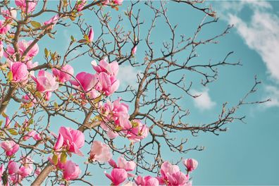 Muralo Selbstklebende Fototapeten XXL Blumen Magnolien Im Frühling 2190