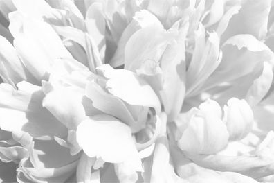 Muralo Selbstklebende Fototapeten XXL Weiße Pfingstrosen Blumen 2219