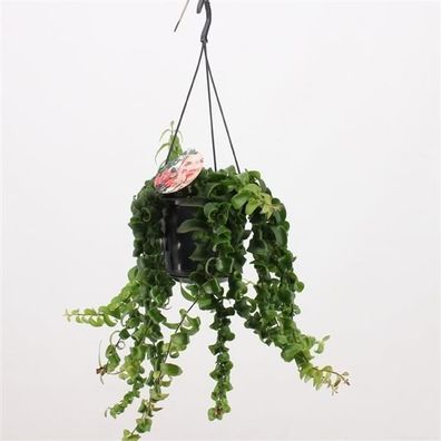 Aeschynanthus 'Rasta' - Schamblume - Lippenstift-Sinnblume - Zimmerpflanze