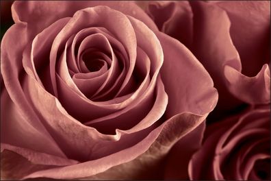 Muralo VLIES Fototapeten Tapeten XXL schöne Rosen aus der Nähe 951
