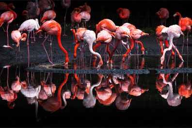 Muralo VLIES Fototapeten Tapeten XXL Schwarm von Flamingos VÖGEL 3540