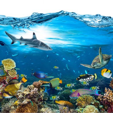 Muralo VLIES Fototapeten Tapeten XXL Korallenriff Fische 2912