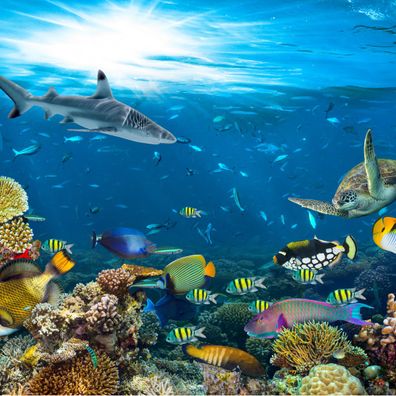 Muralo VLIES Fototapeten Tapeten XXL Jugend Korallenriff OZEAN 2913
