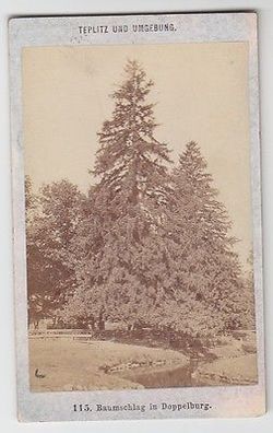 36839 Original Kabinett Foto Teplitz & Umgebung Baumschlag in Doppelburg um 1900